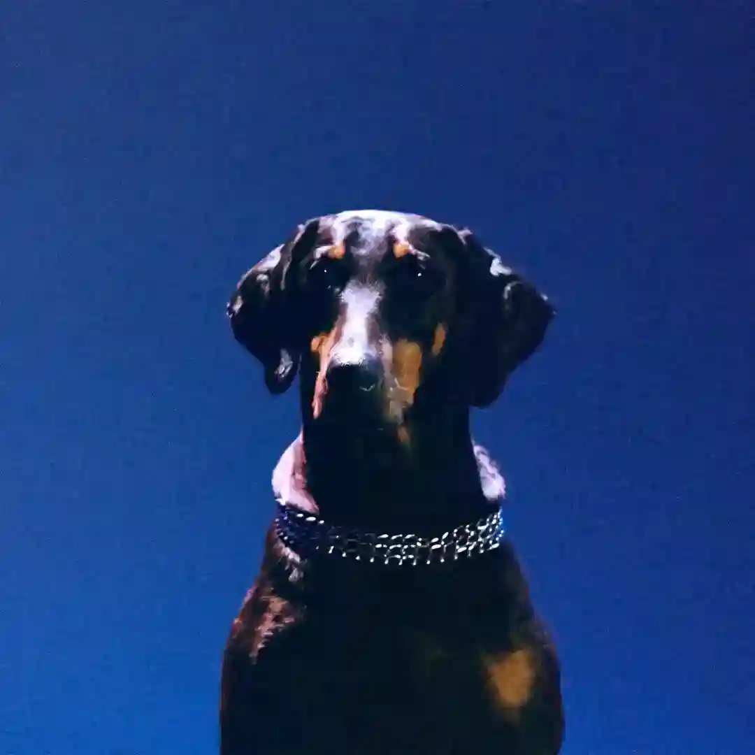 Gem Lingo (ovr now) (ovr now) cover