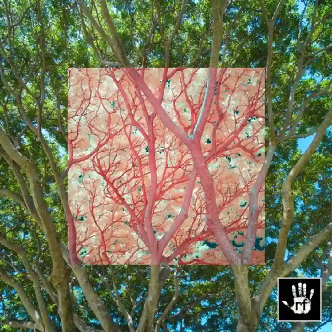 Vista (Original Mix) cover