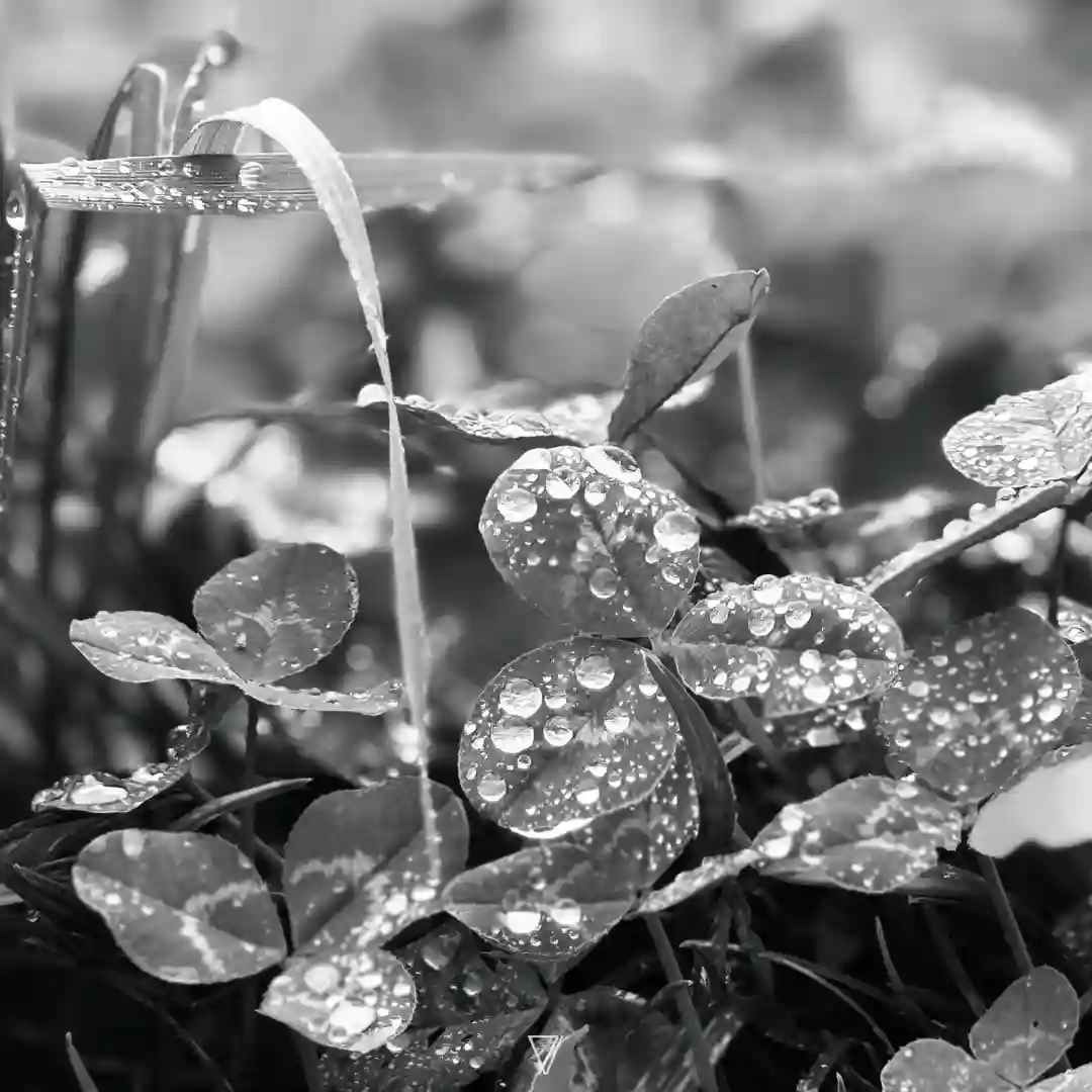 Photosyntesis (Original Mix) cover