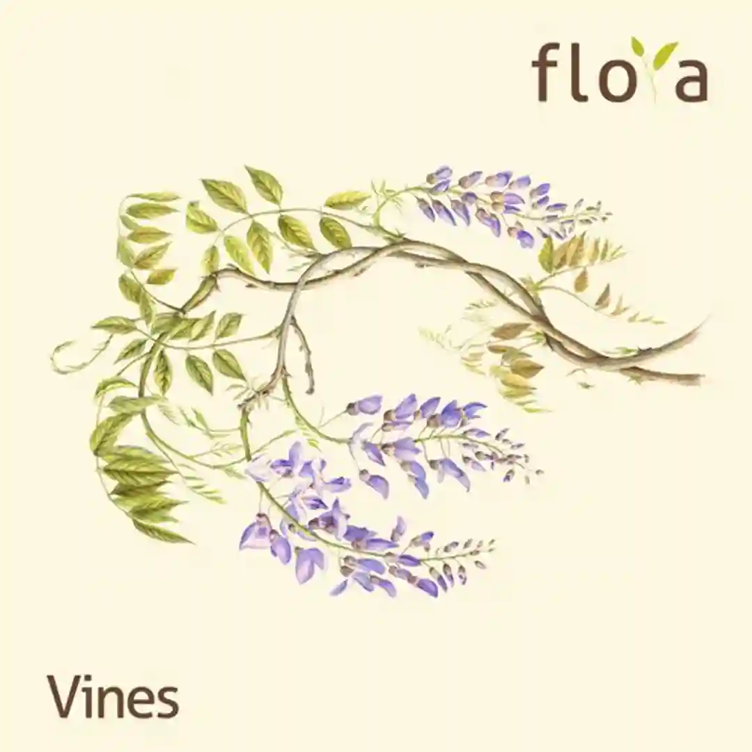 Vines cover