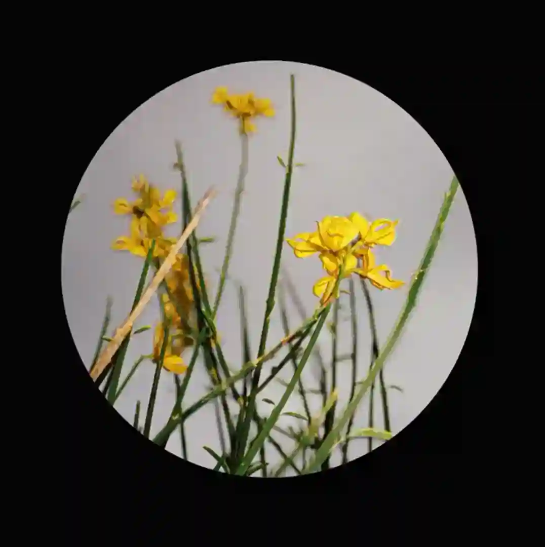 Rhotic cover