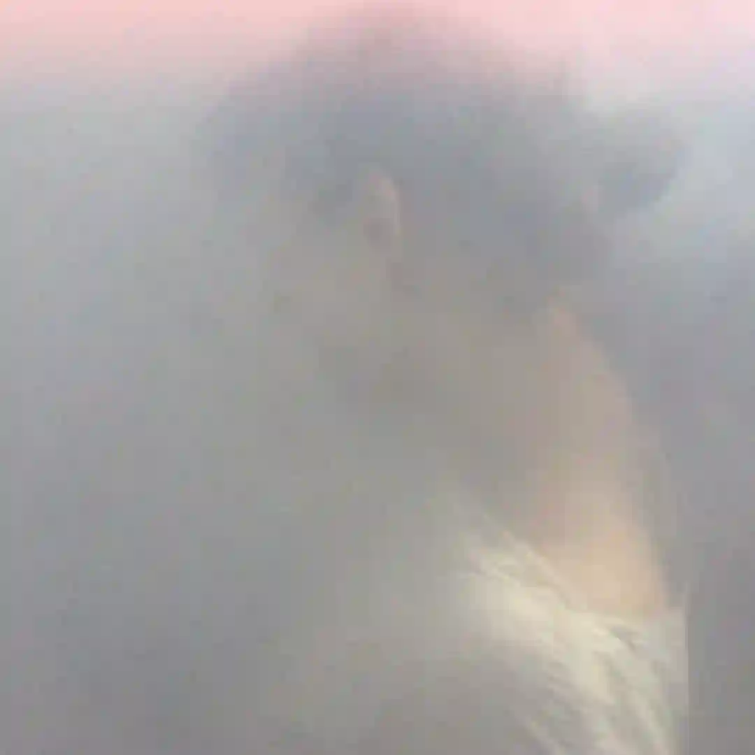 Blissda cover
