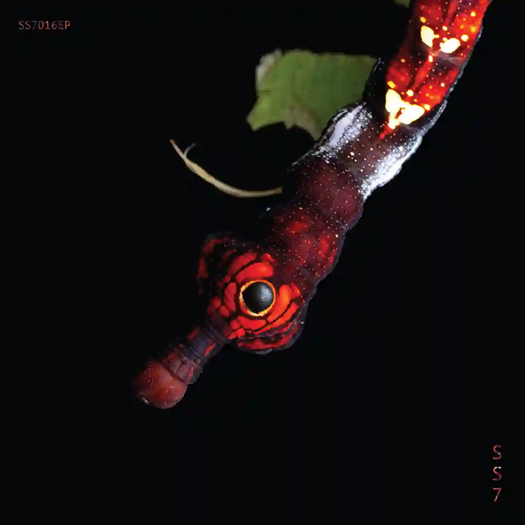 Tribalism Manifested (Original Mix) cover