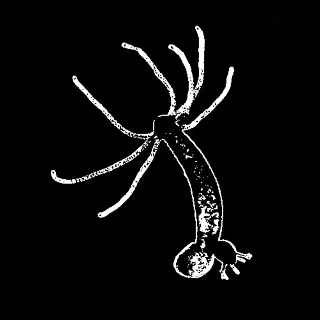 Still Dreaming (Original Mix) cover