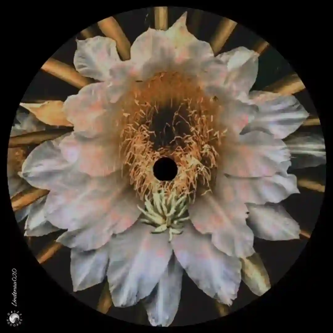 Ormus cover