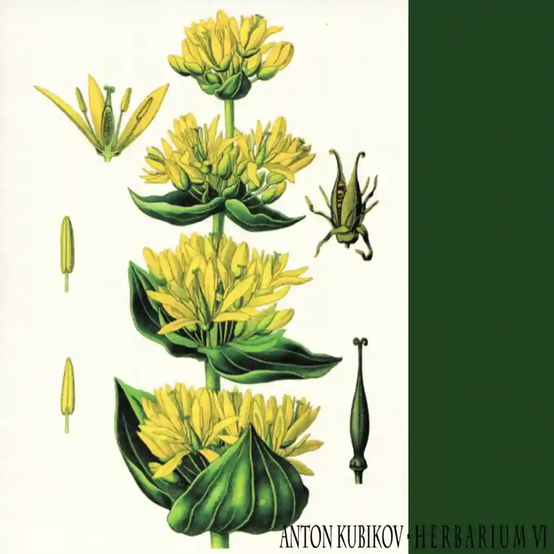 Herbarium part six cover