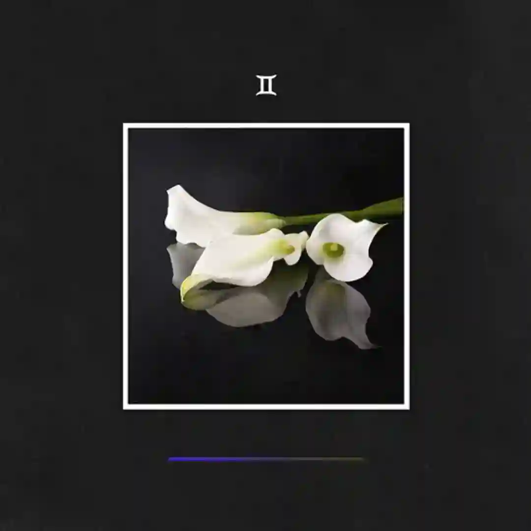 Rhythm Box cover