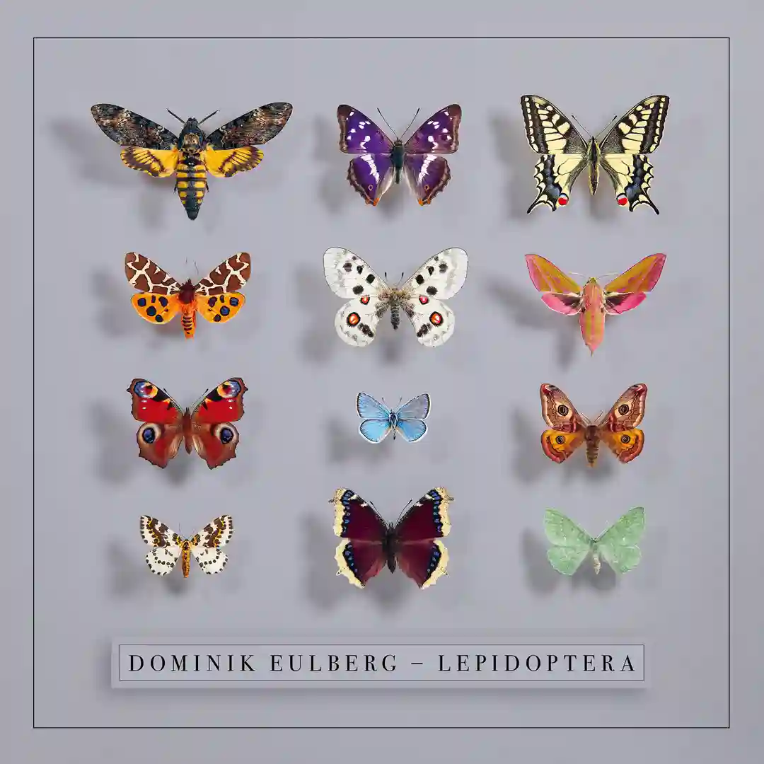 Grosser Schillerfalter (Original Mix) cover