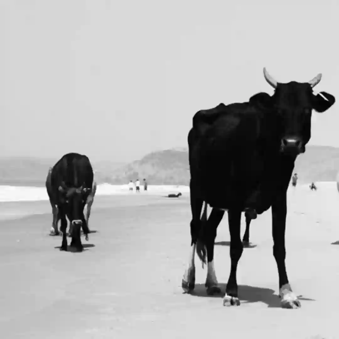 Sogam (Original Mix) cover