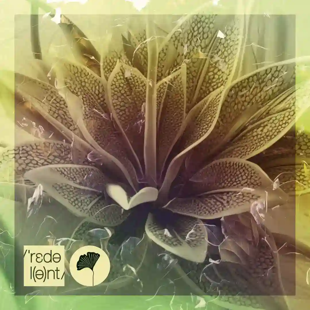 Outra Vez (Dimo (Bg) Remix) cover