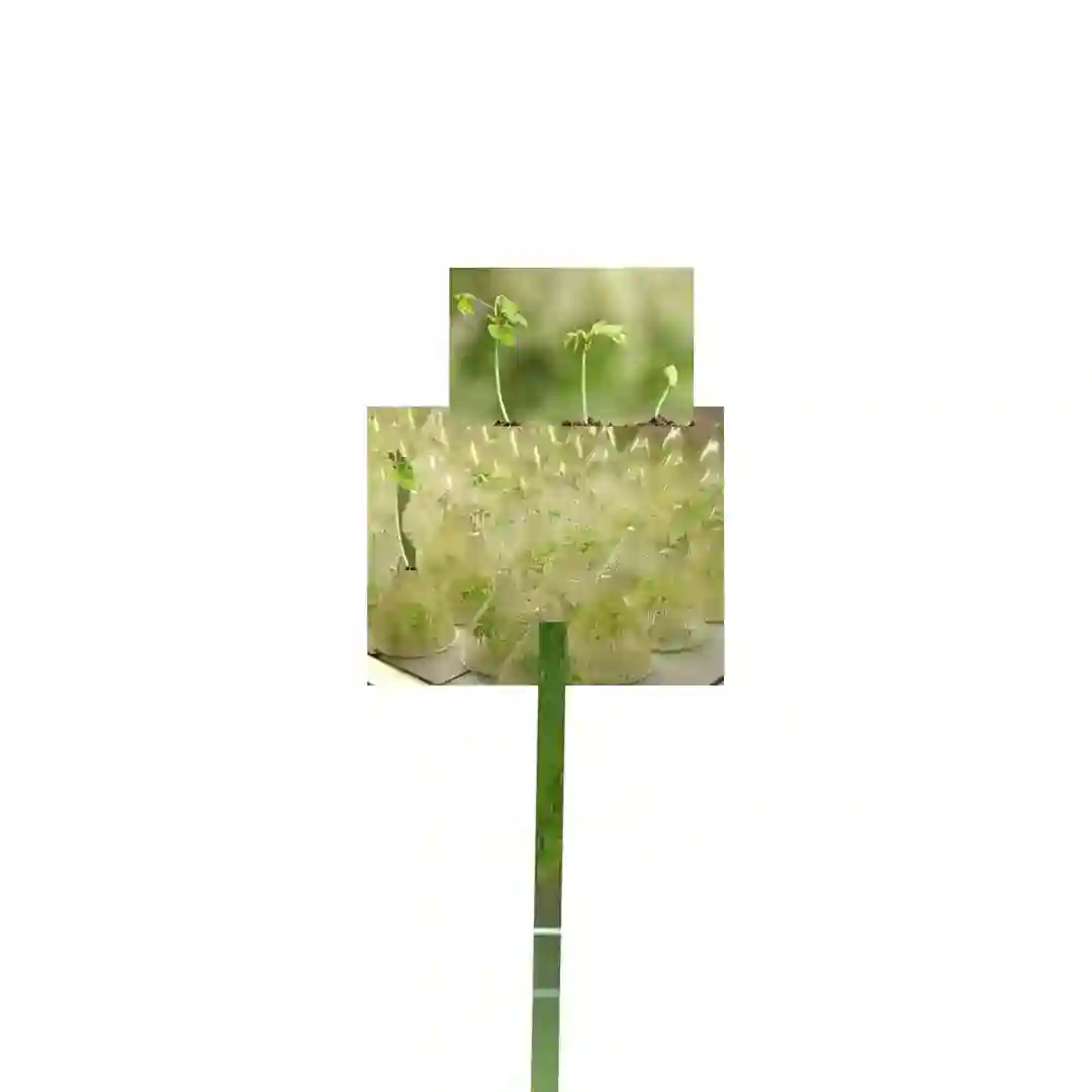 Autotrophie cover