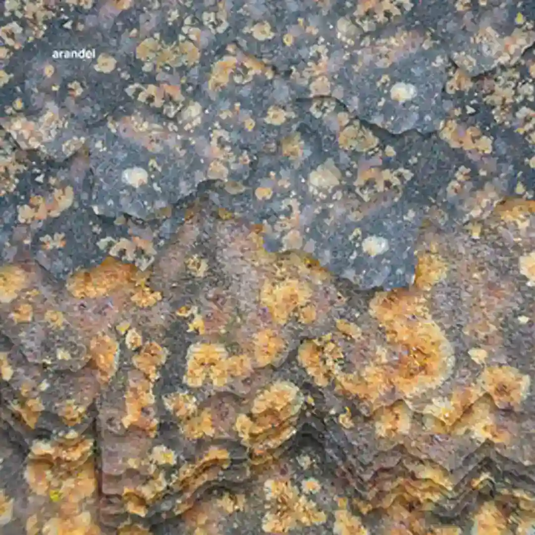 Opening Section cover