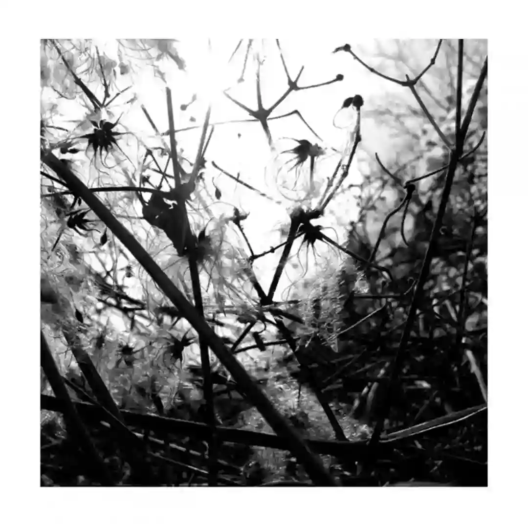 Luciferin cover