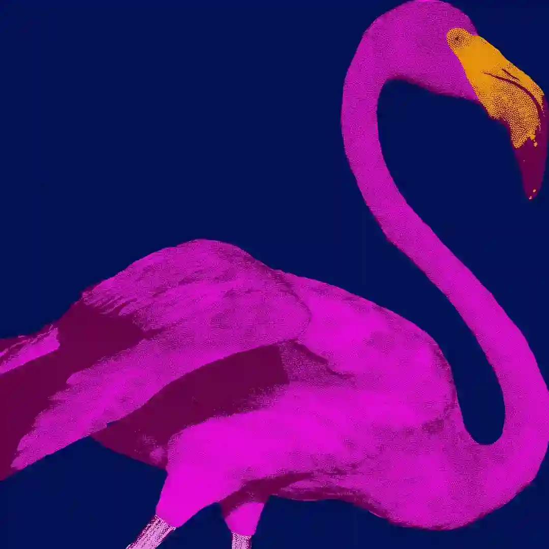 Flamingo cover