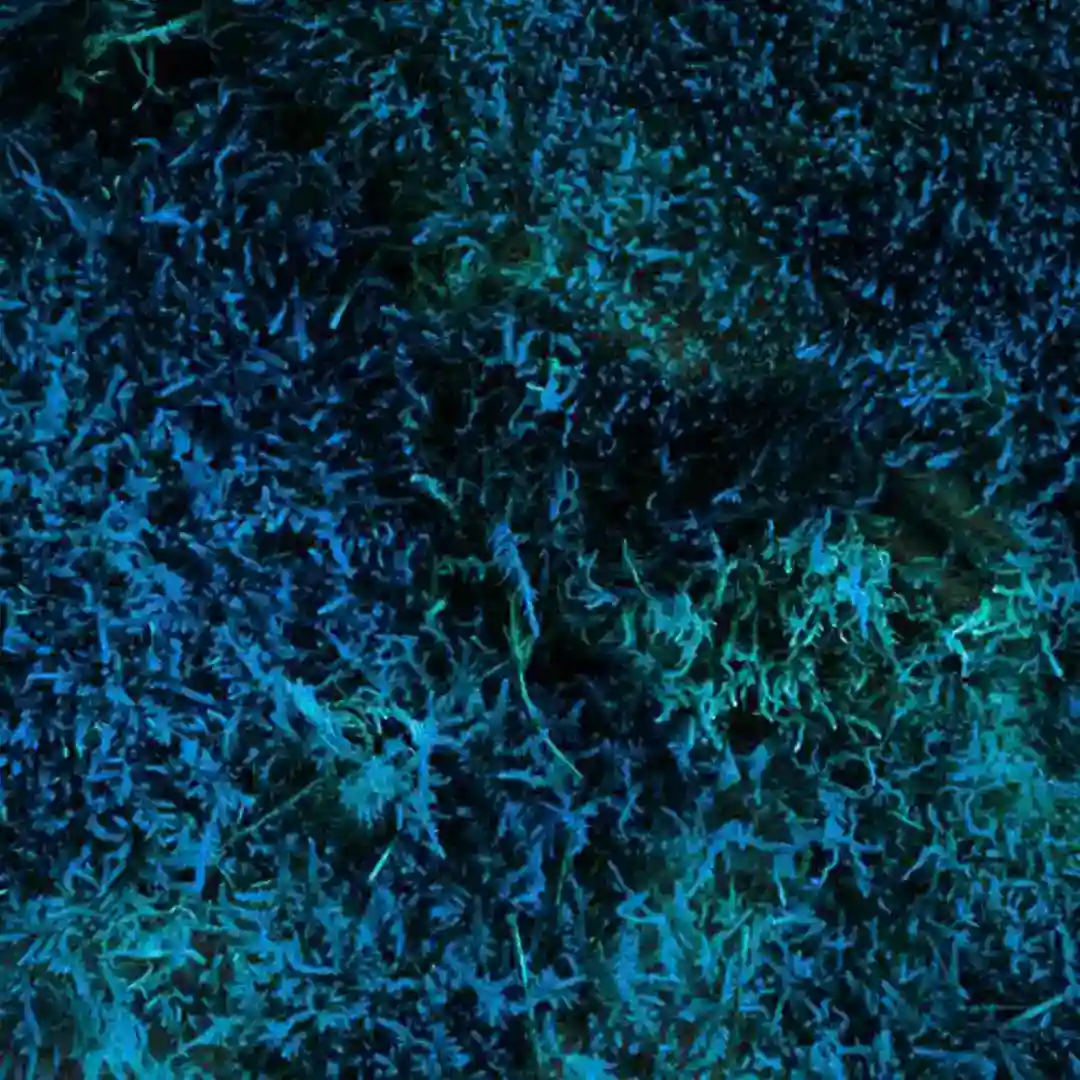 Dizzy Rhythm (Mihai Popoviciu Remix) cover