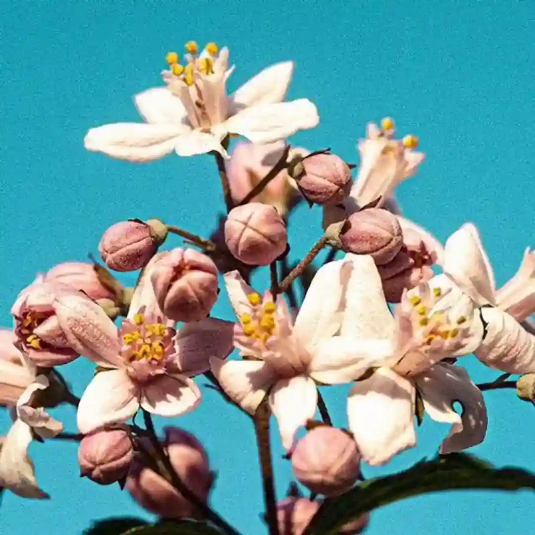 Flower And Willow World (Original Mix) cover