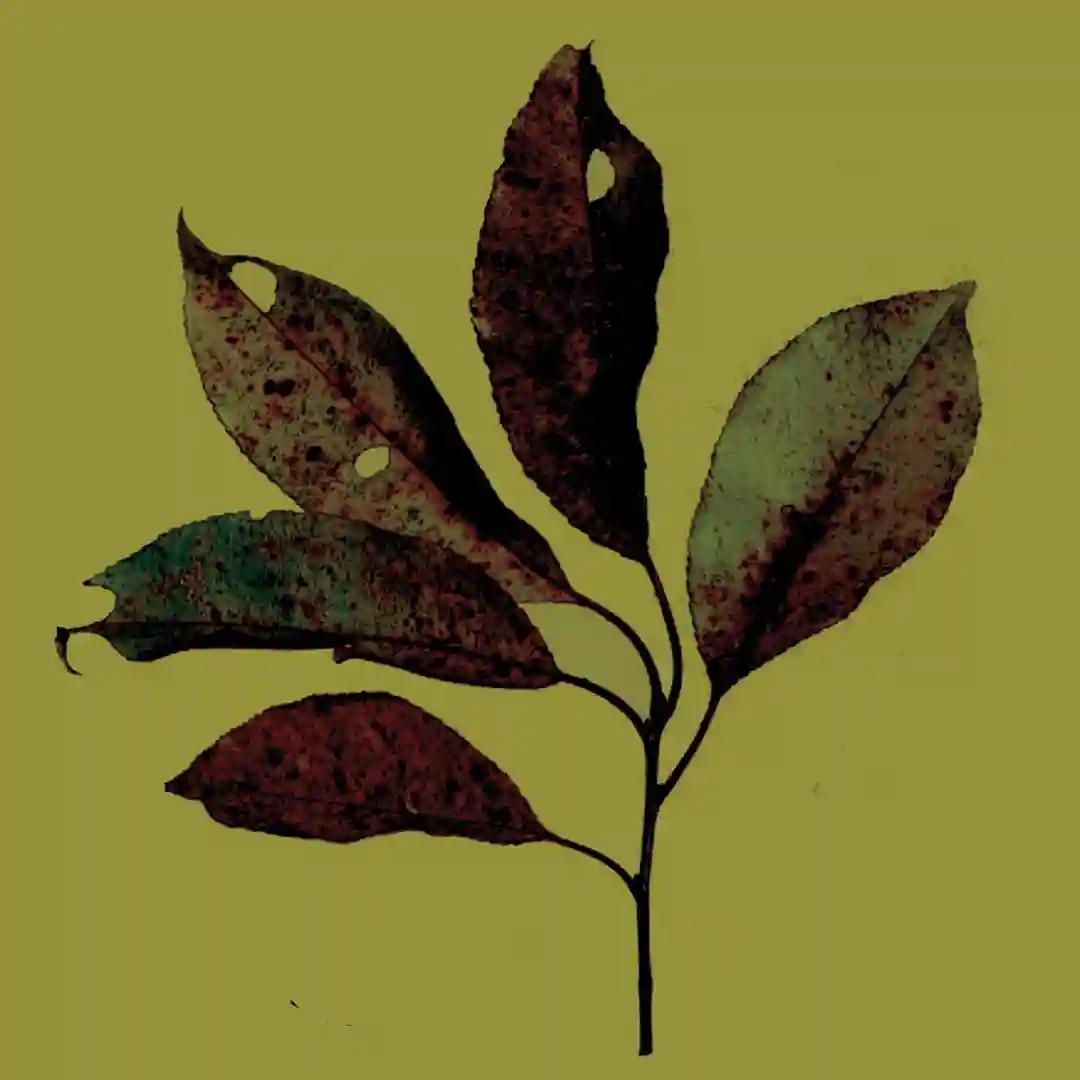 Autumn Loves cover