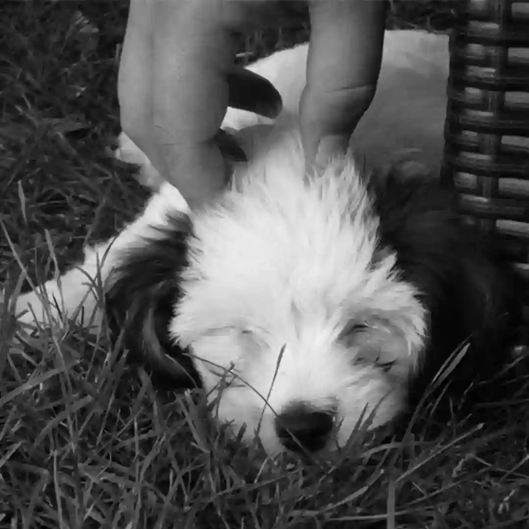 Schlafende Hunde cover