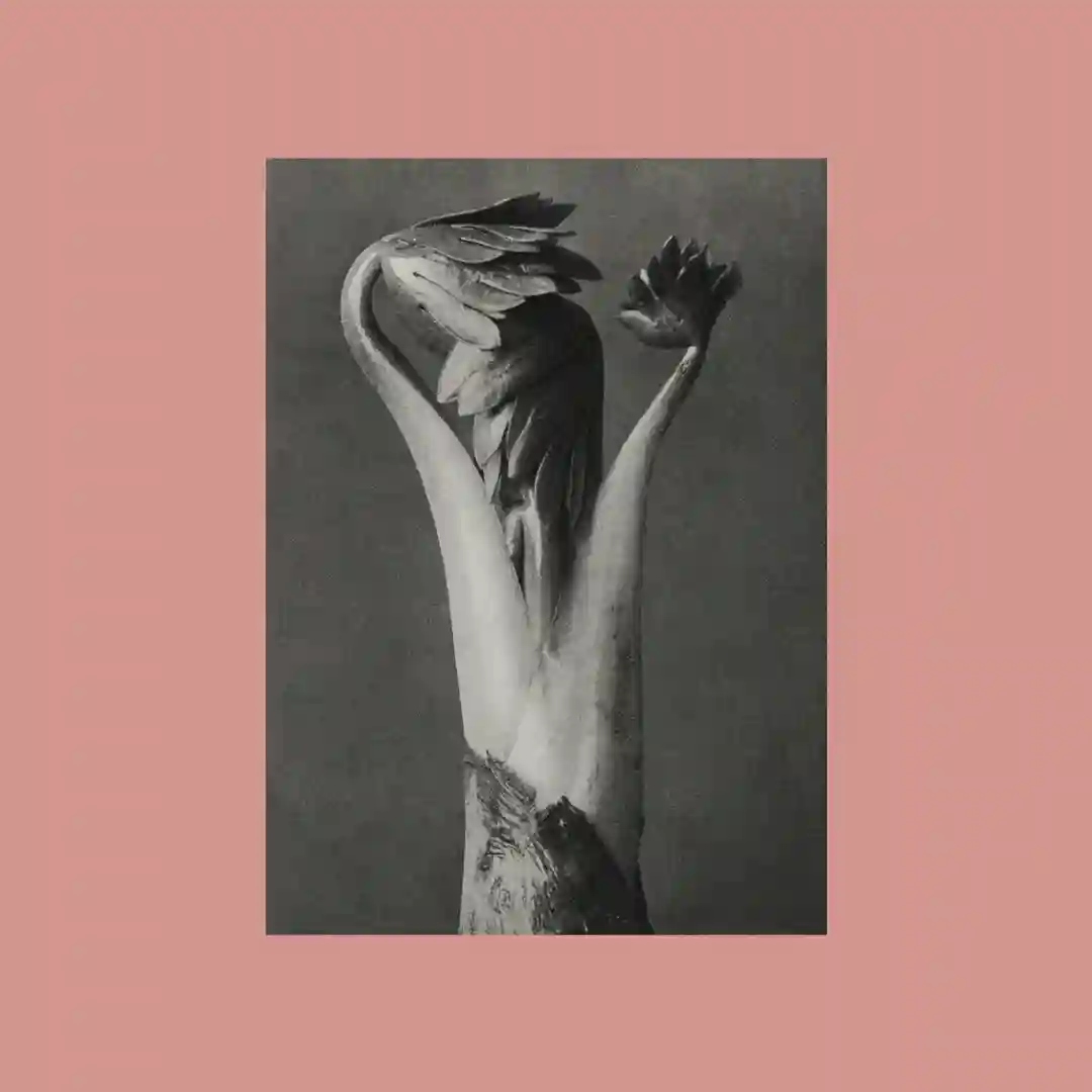 Protoflora cover