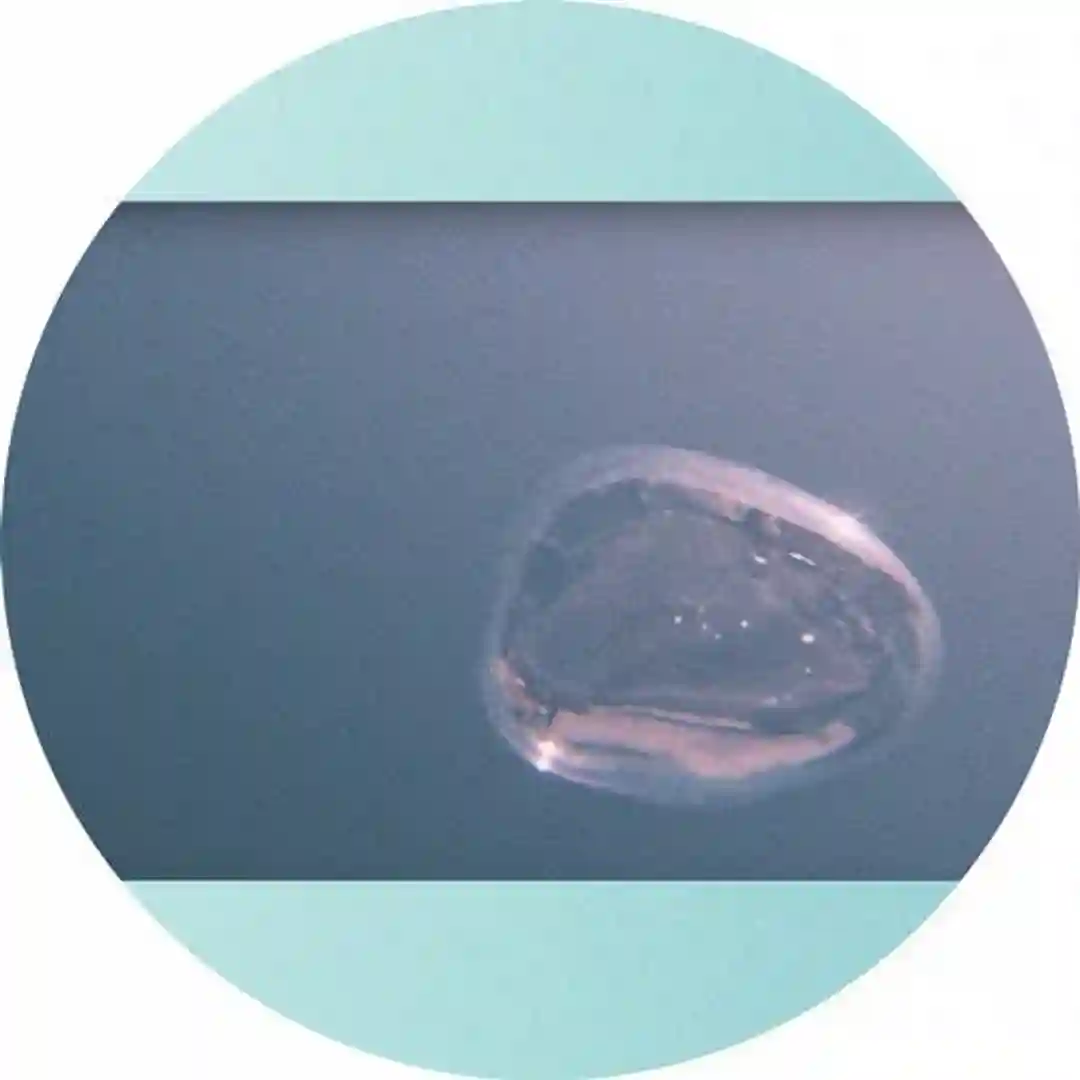 WYFASITA Remix EP cover