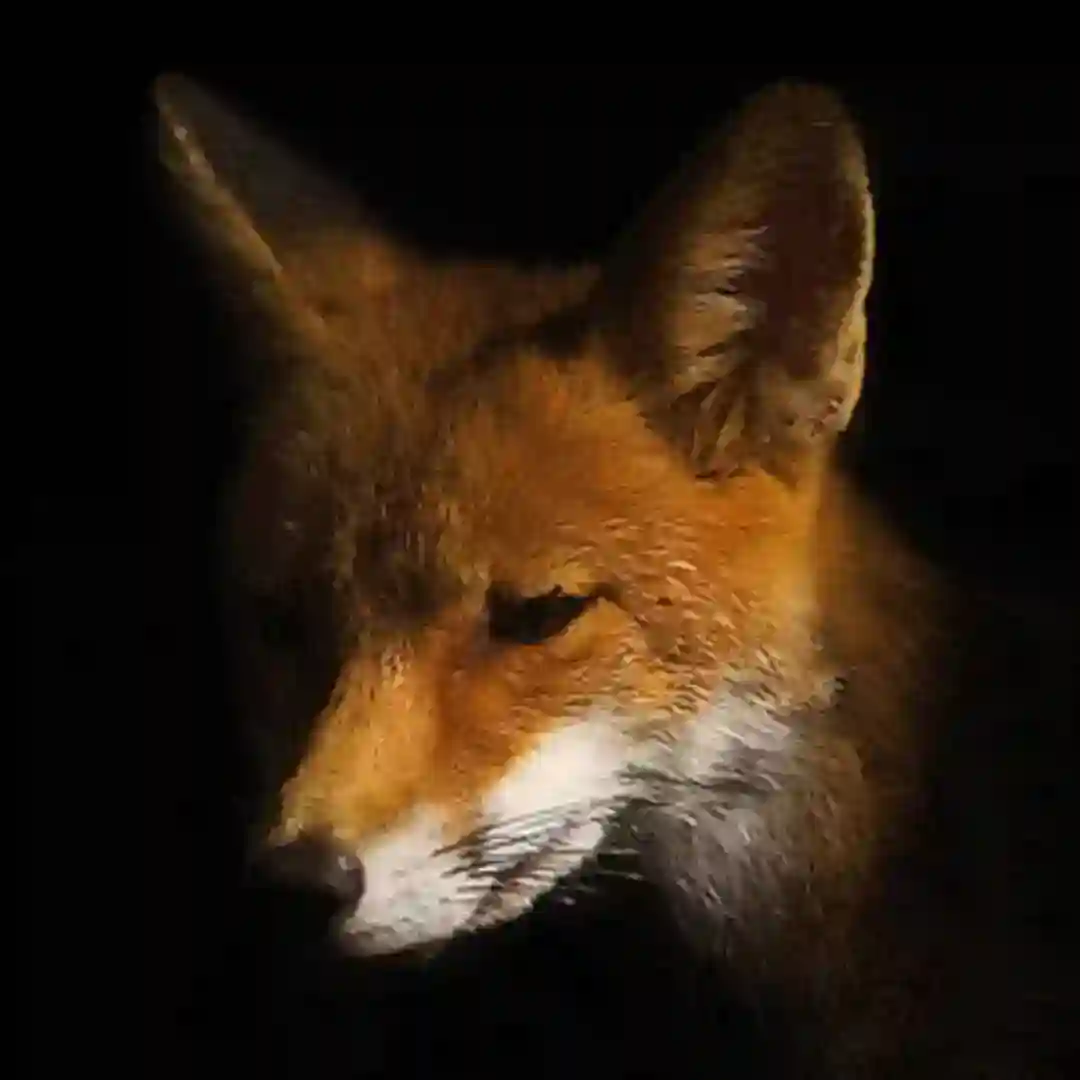 Foxwell cover