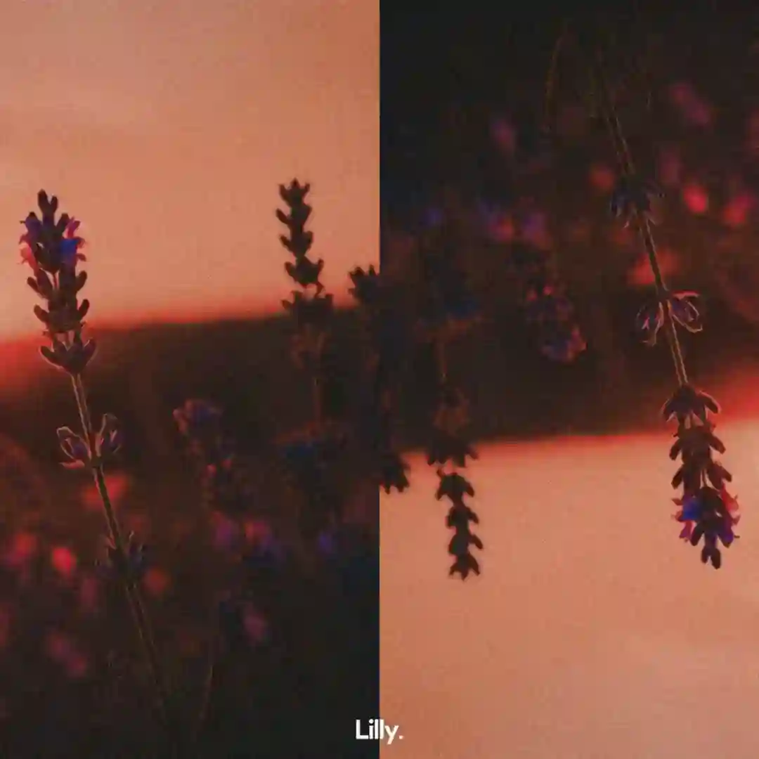 Lavender cover