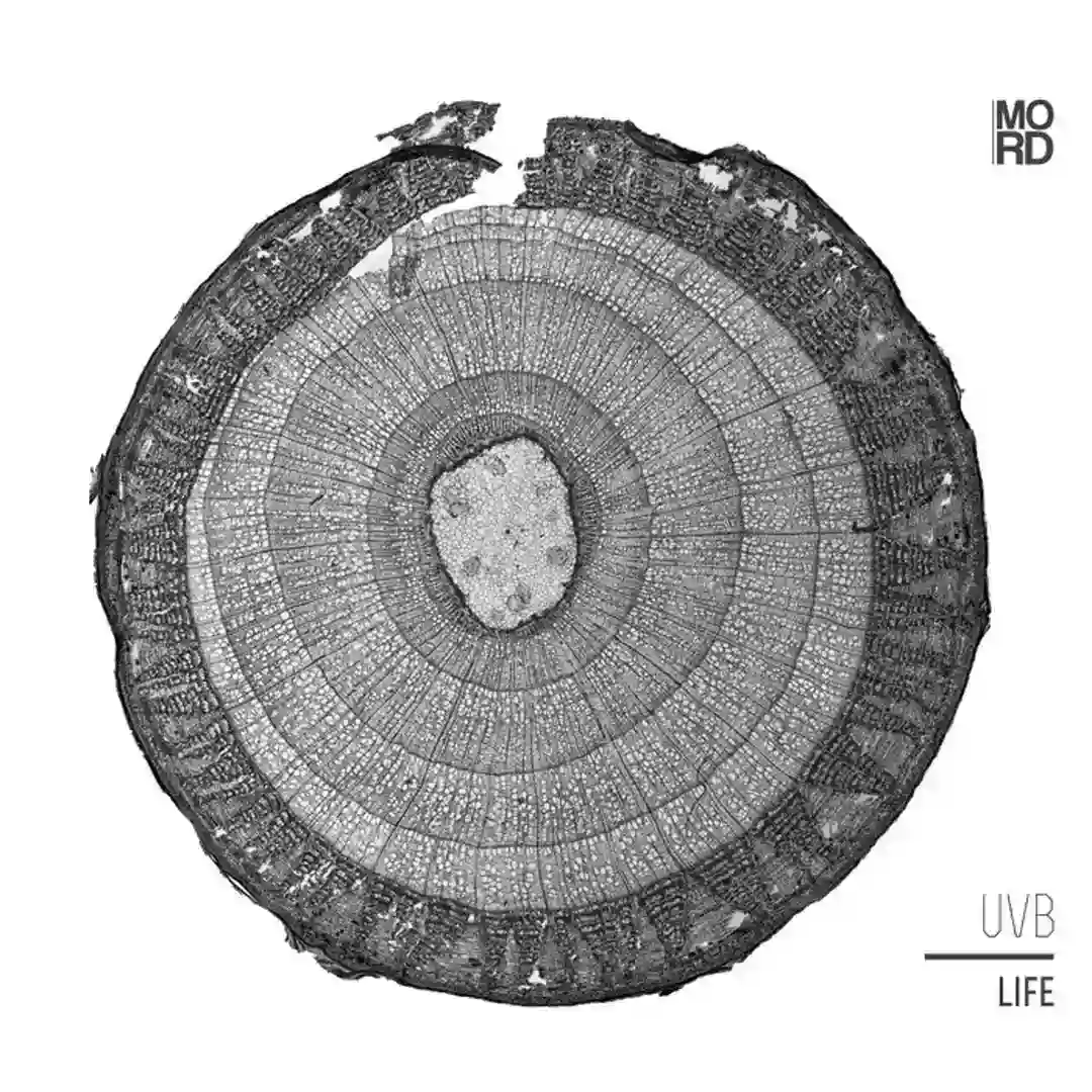 Out (to a Second Life) cover