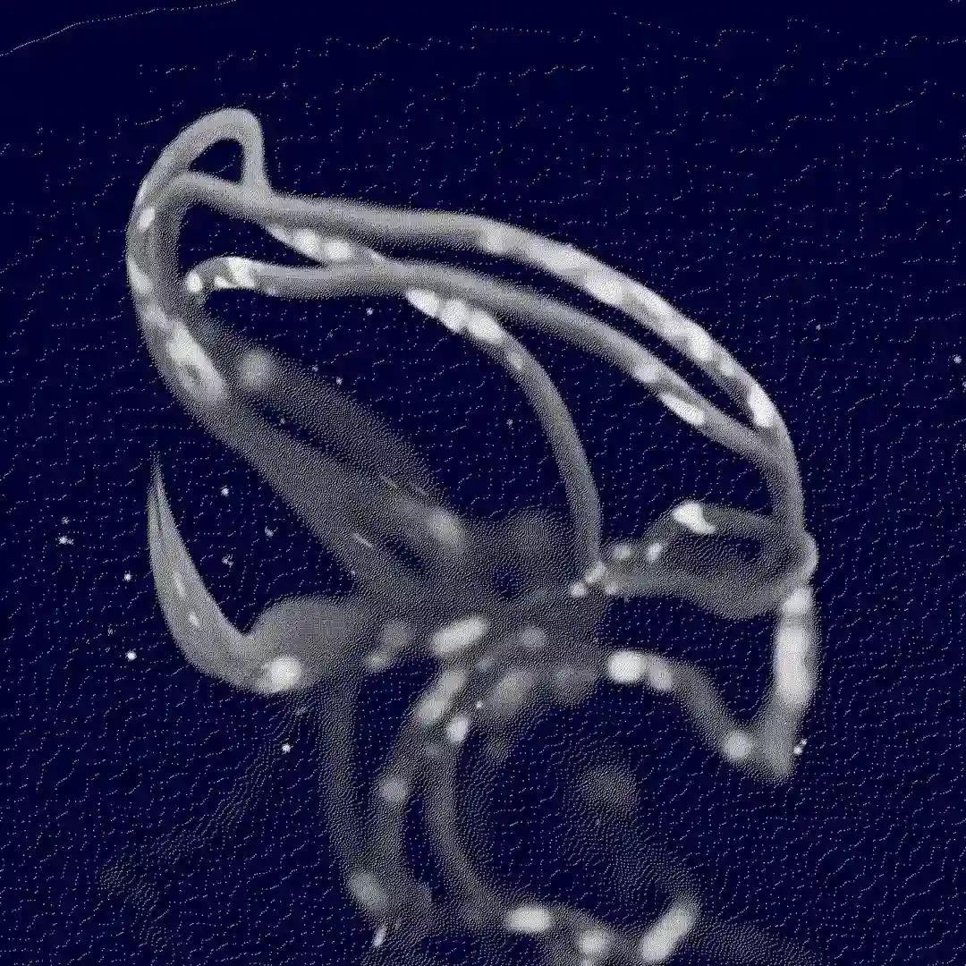 Metaturnal (Original) cover