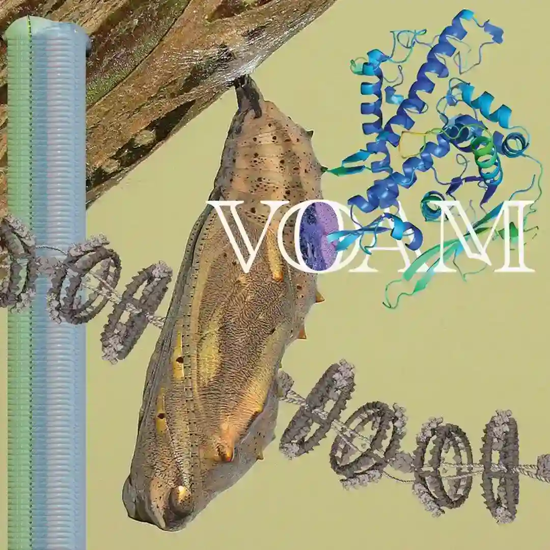 Frogspawn cover