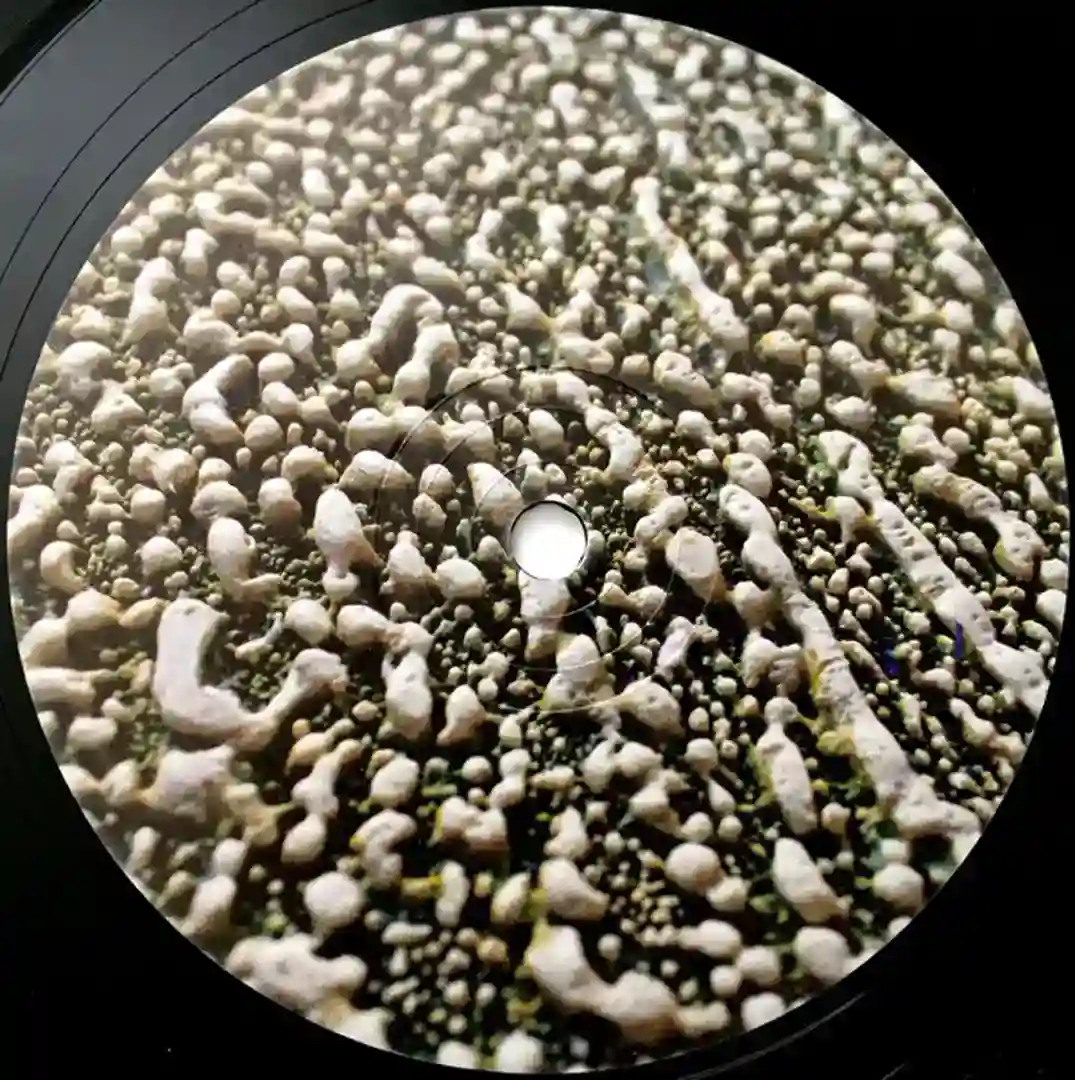 Flor De Luna cover