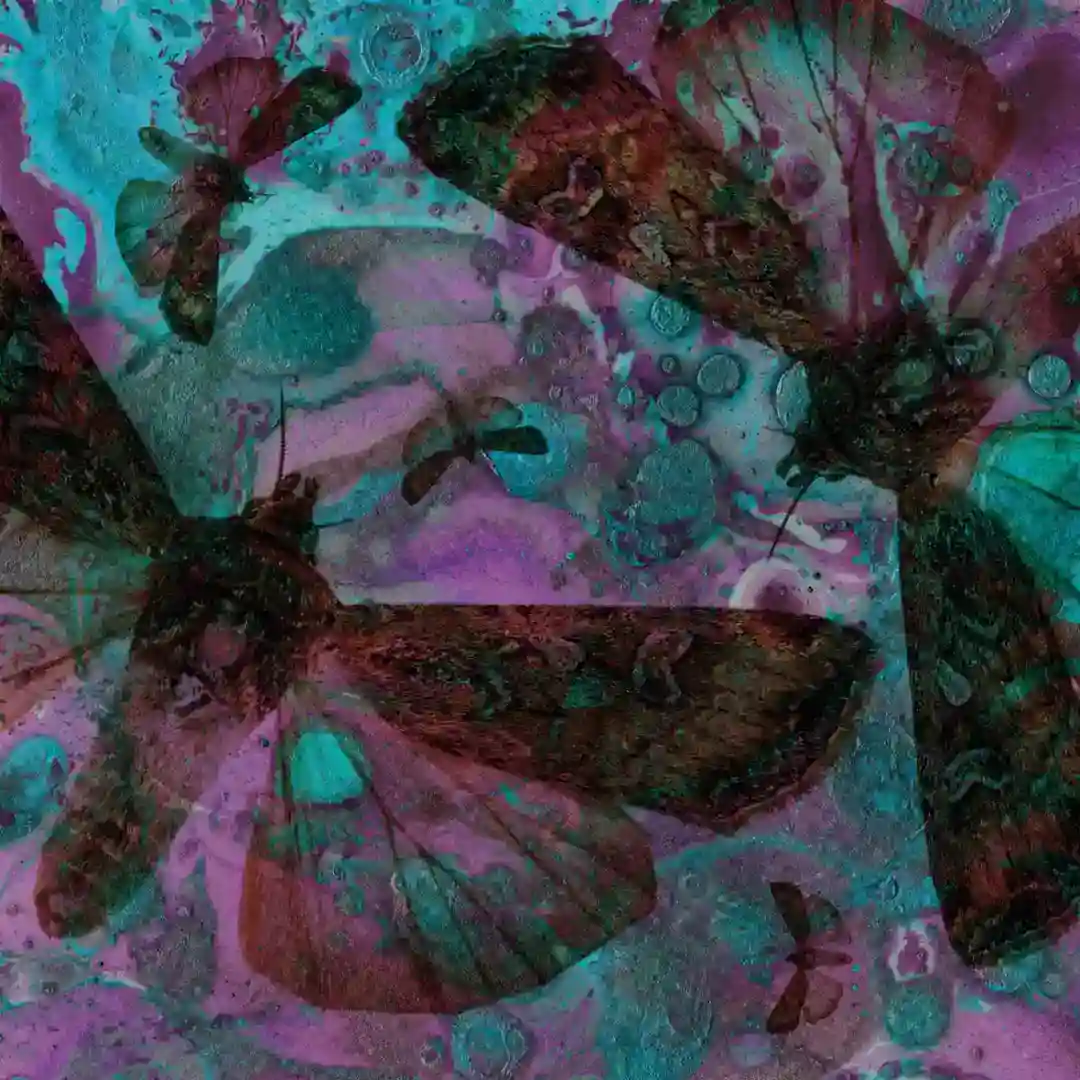 Venicse cover