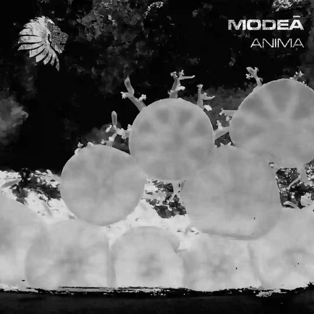 Anima cover