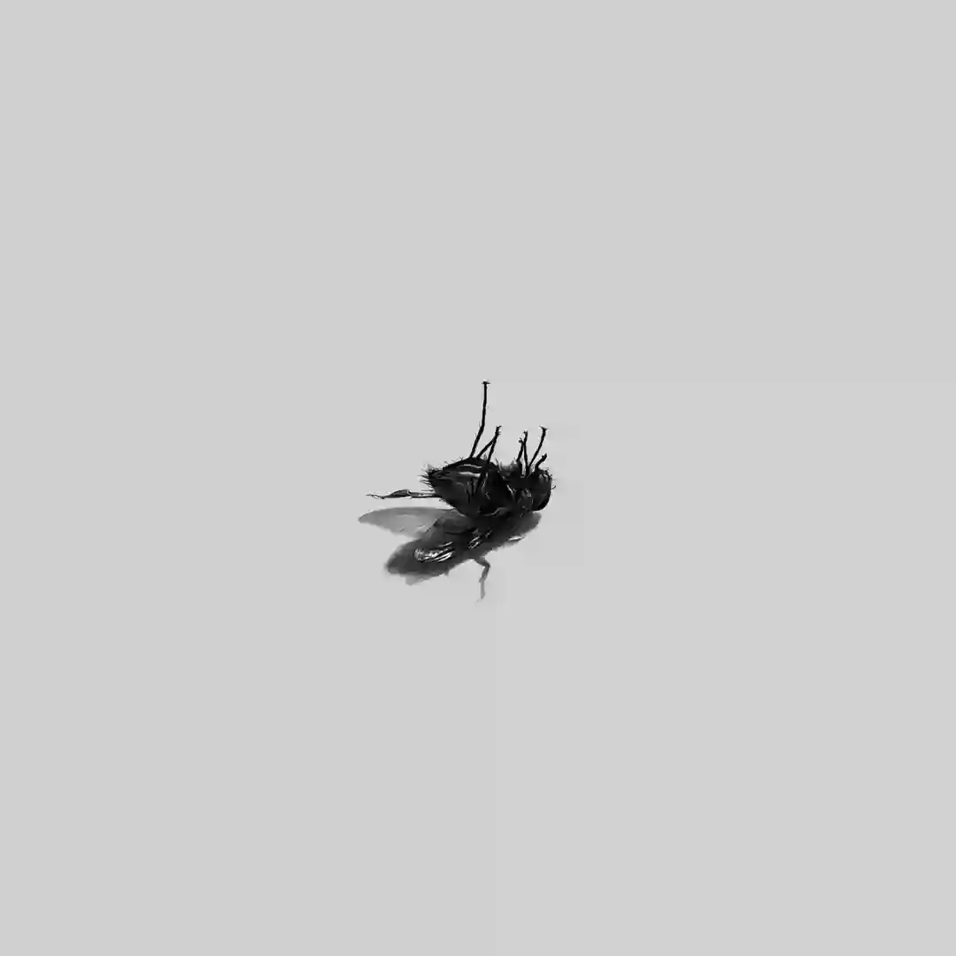 Artemis (Original Mix) cover