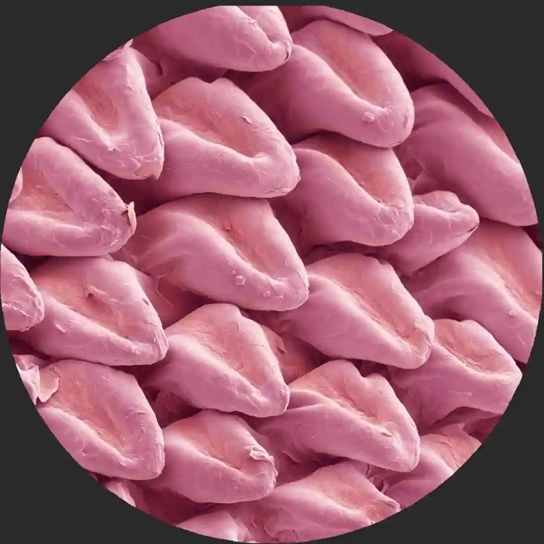 Centrifuge (Original Mix) cover