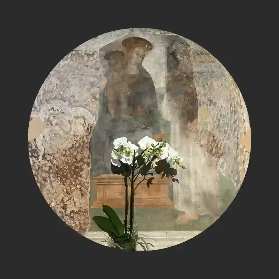 Lacum (Ddroga Remix) cover