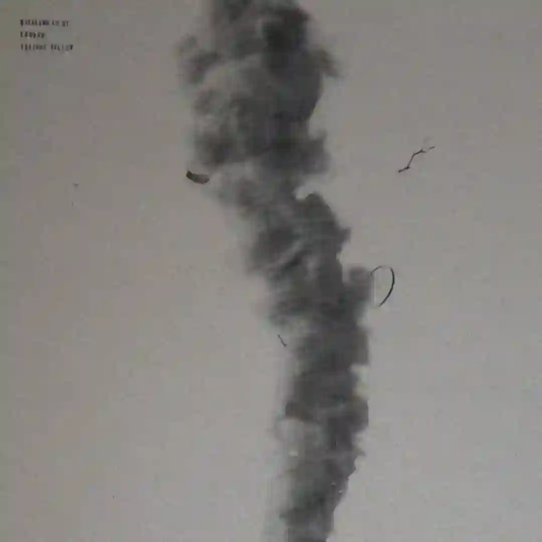 Cicada cover