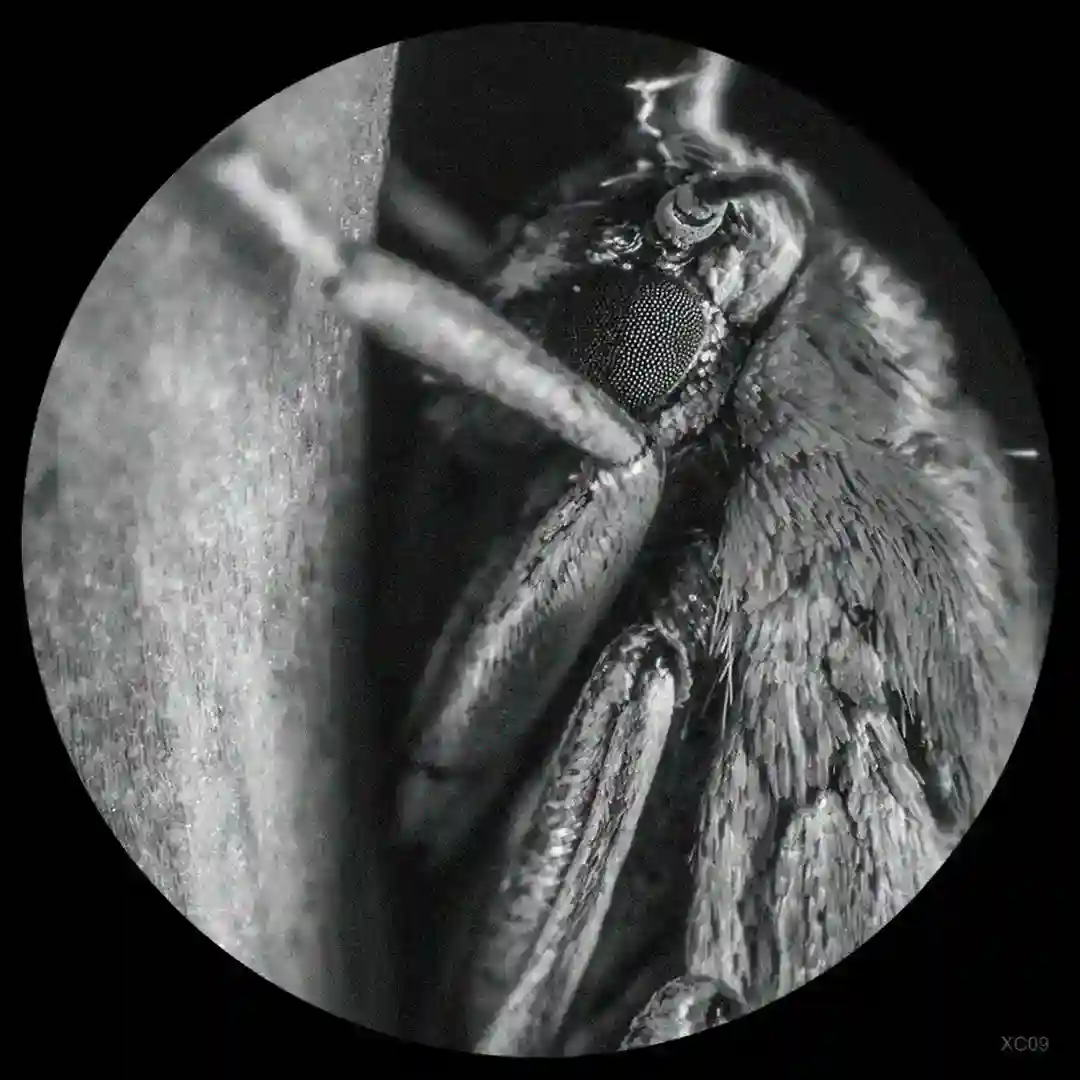 Bipotencial (Original Mix) cover