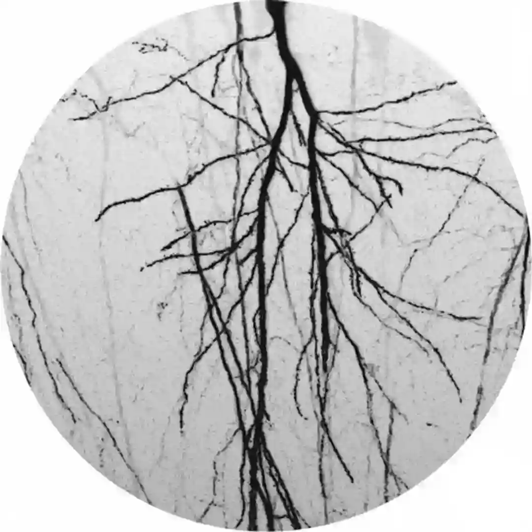 Brainscapes Ep cover