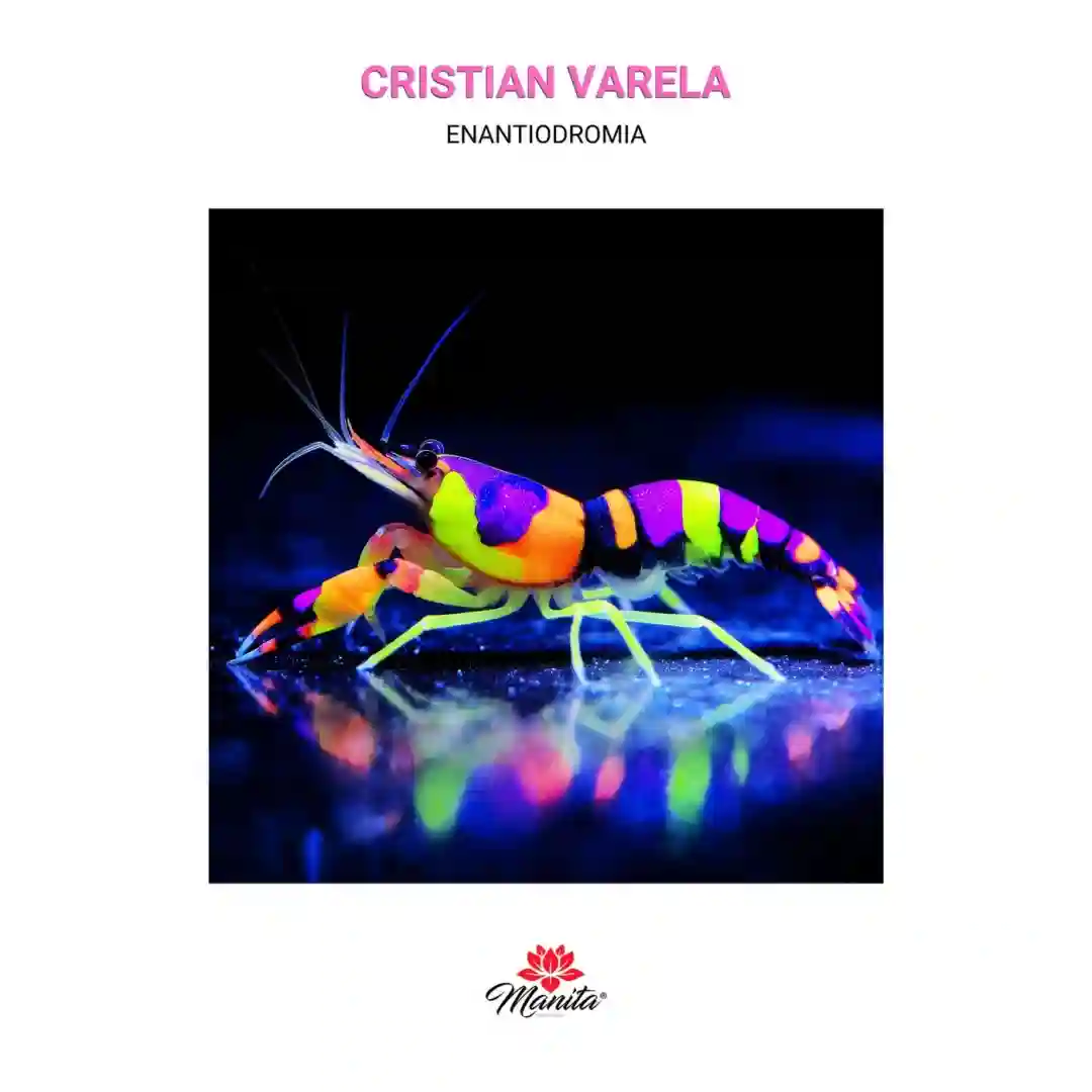 Enantiodromia cover
