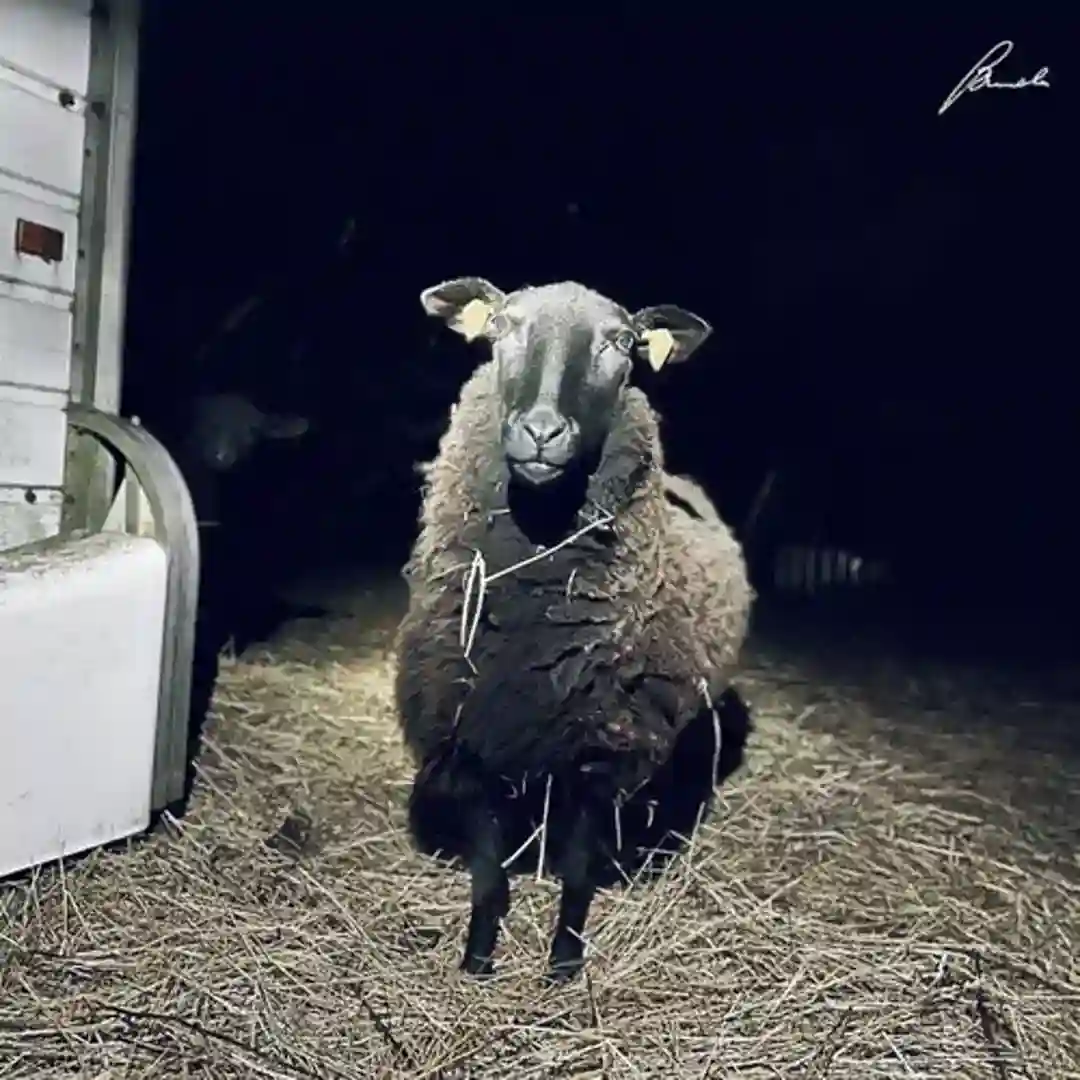 Glimmer (Original Mix) cover