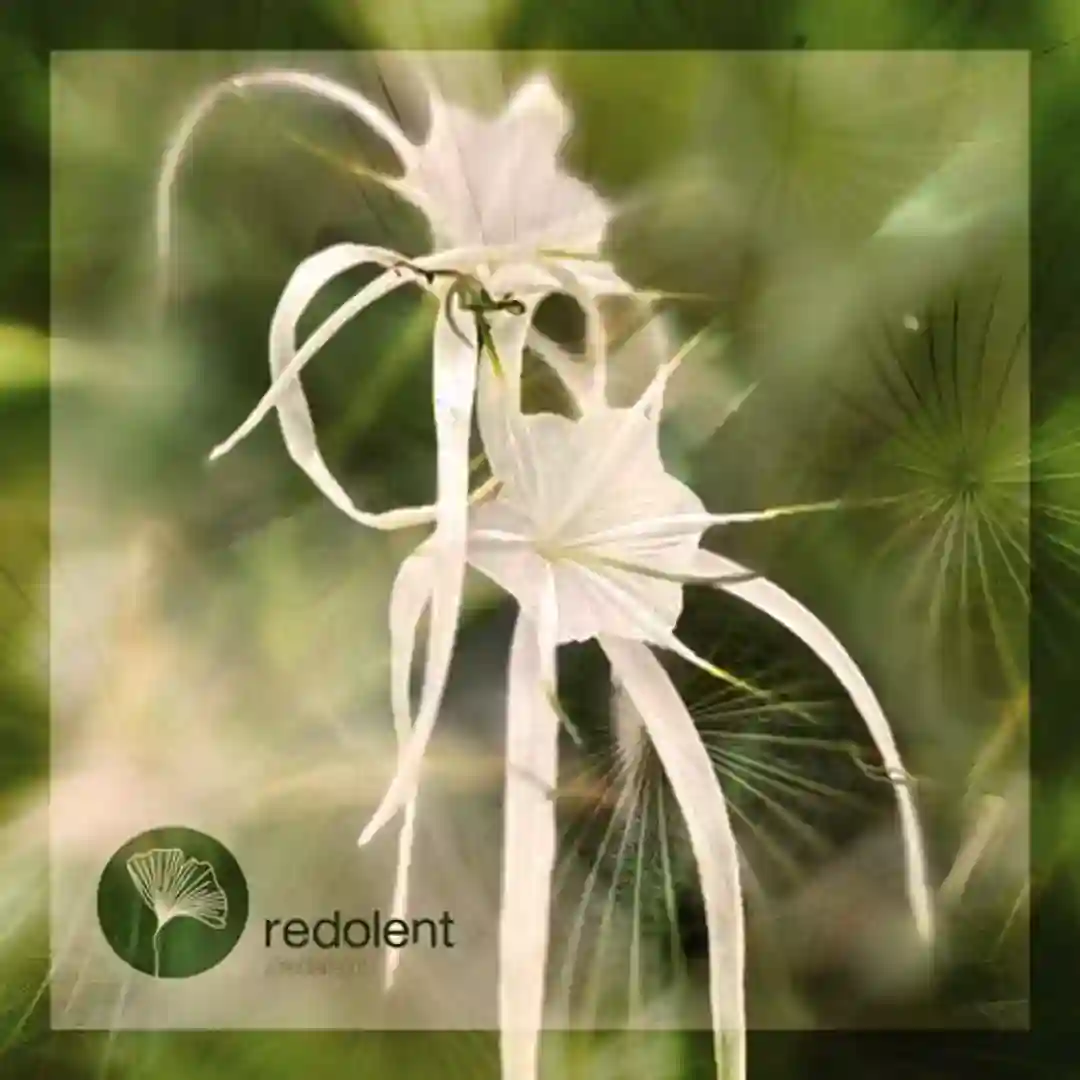 El Camino (Original Mix) cover