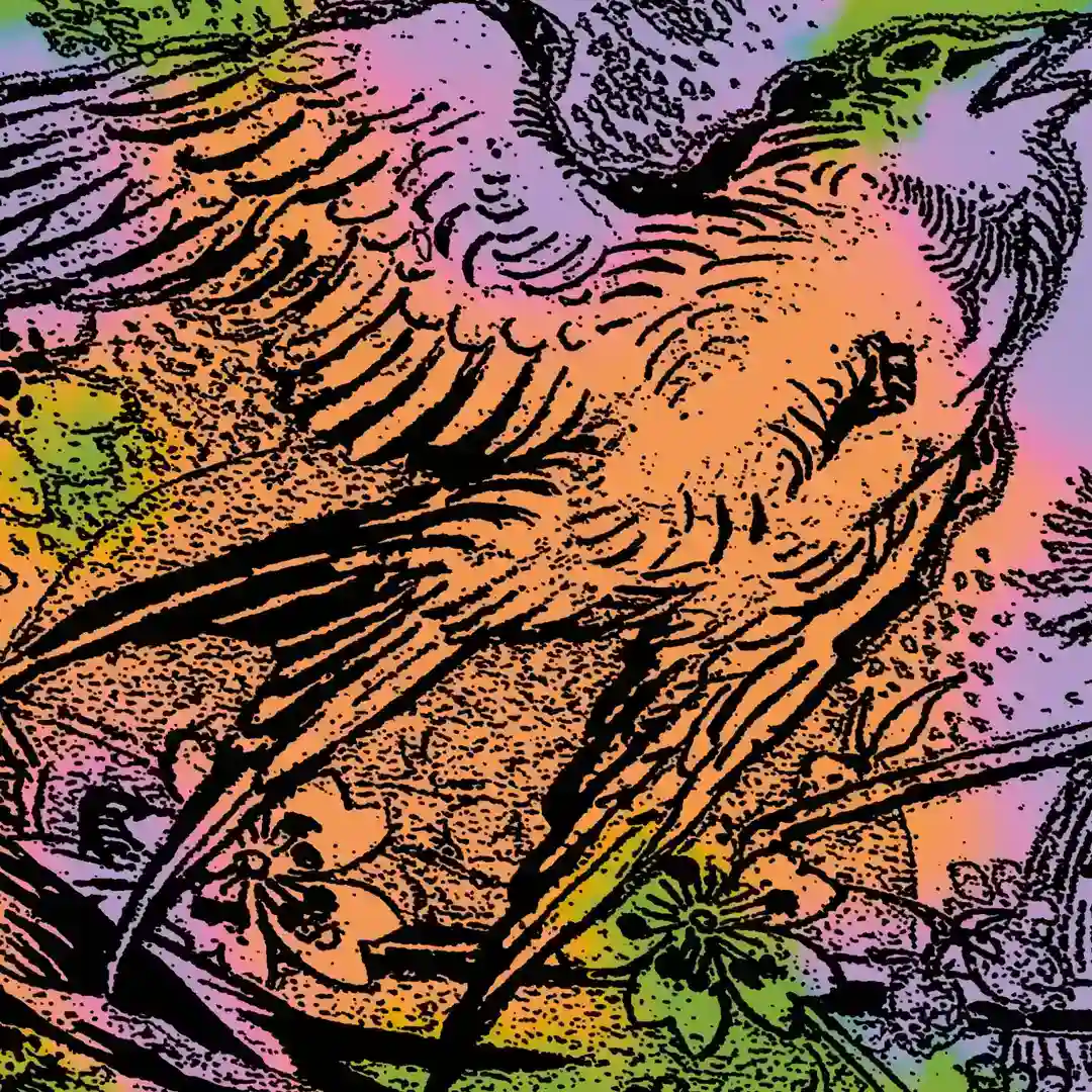 Ara cover