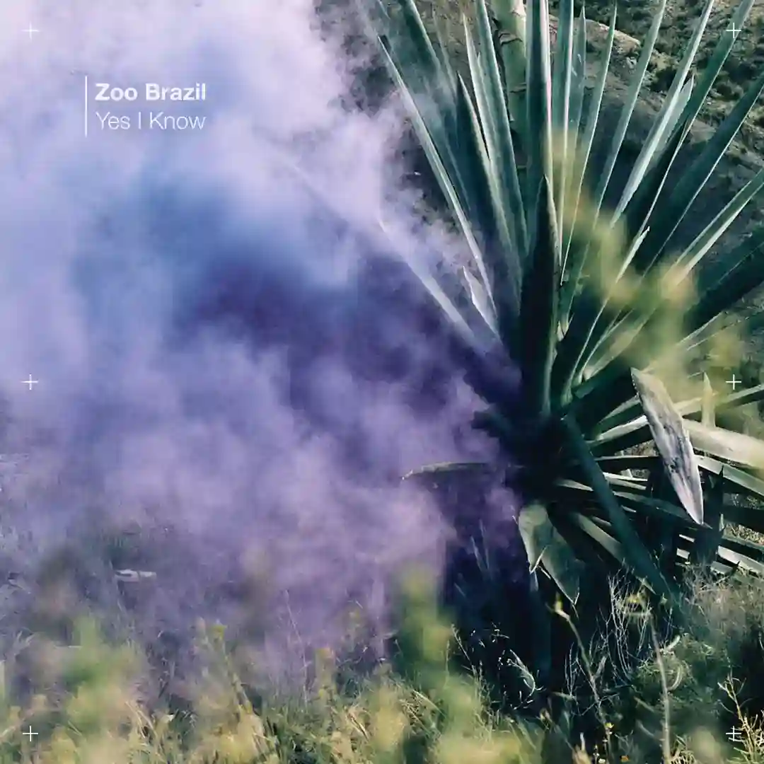 Yes I Know (Zoo Brazil Remix) cover