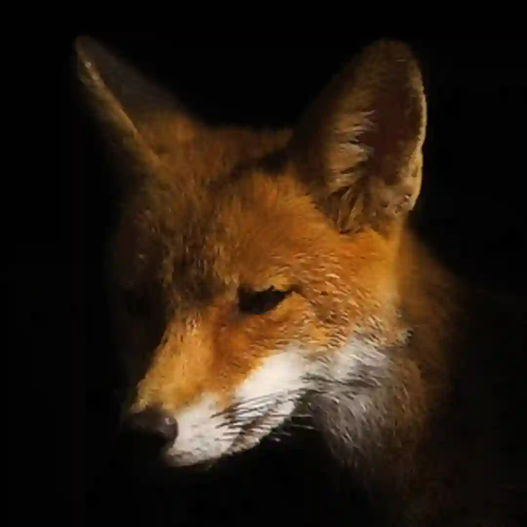 Foxology (ft. Flowing) (Dubmix) cover