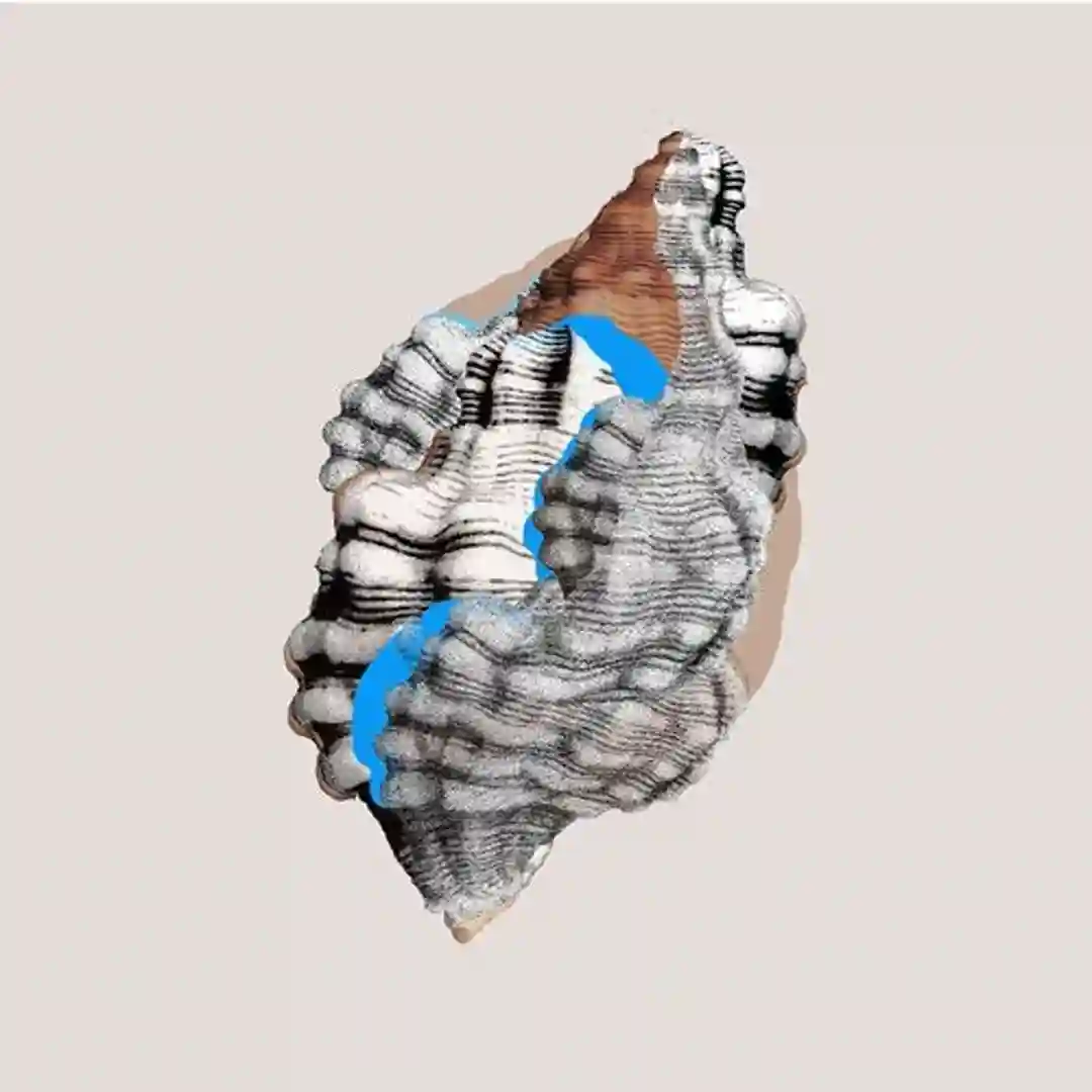 Ornal (Original Mix) cover