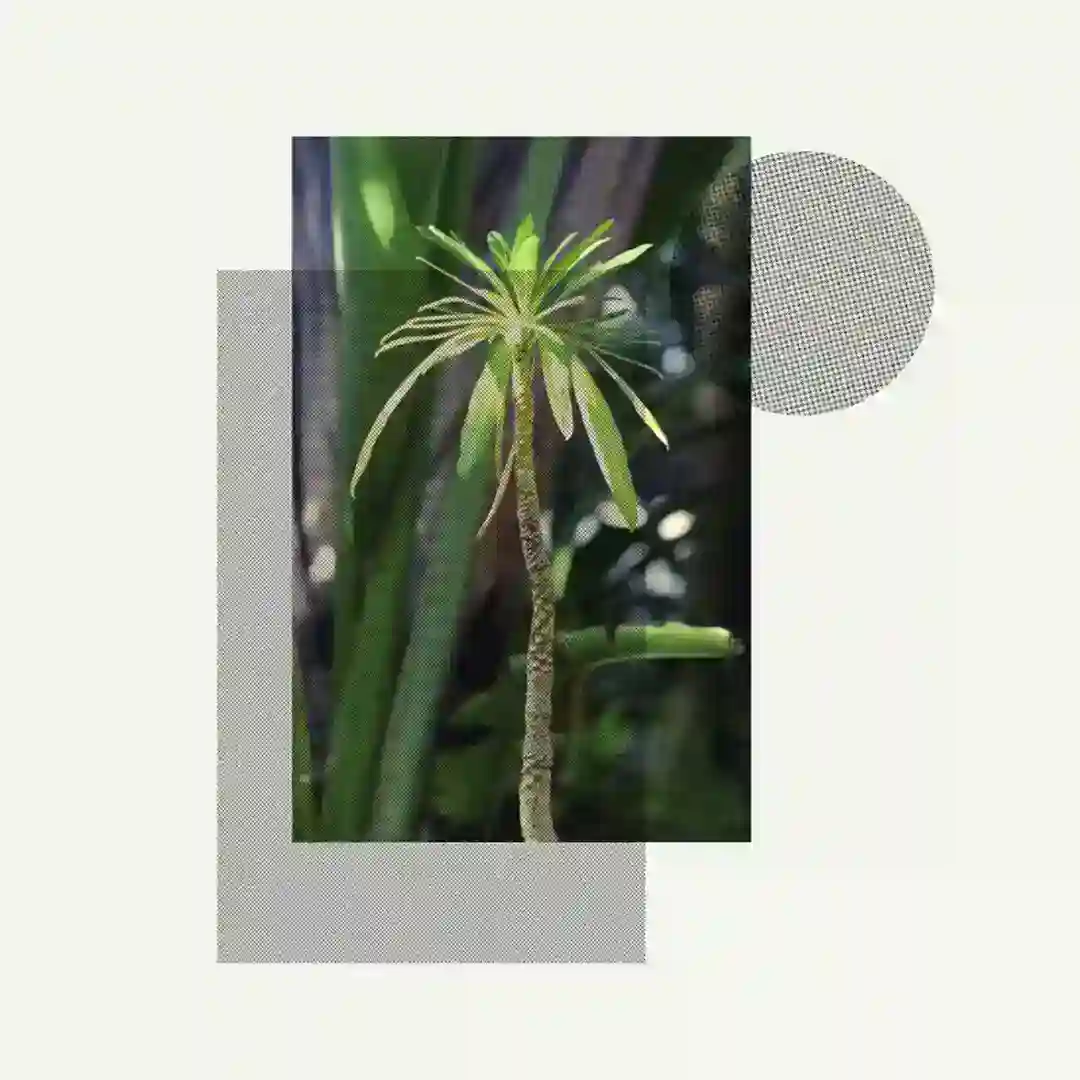 Smack (Again) cover