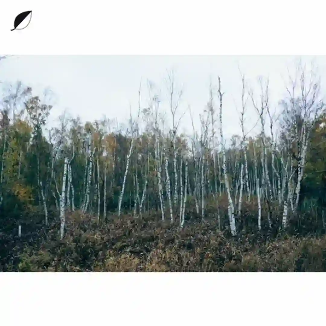 Haul (feat. Mohna) cover