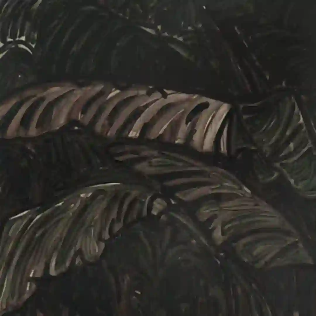 Entagled In Vines cover