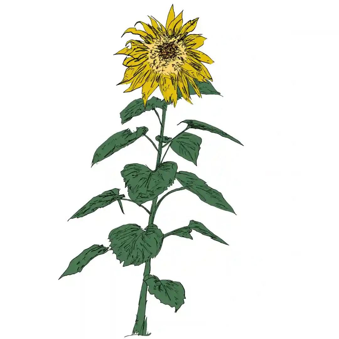 Hector's Sunflower (Original Mix) cover