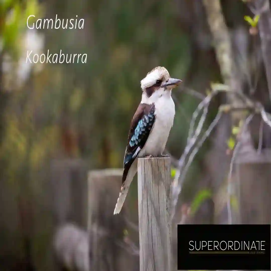 Kookaburra cover